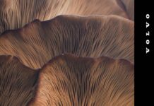 Volvo Cars και The Future Laboratory εξερευνούν βιώσιμα υλικά