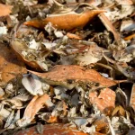 Μπαταρία ψευδαργύρου από κελύφη καβουριών Μπαταρία ψευδαργύρου από κελύφη καβουριών