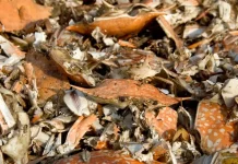 Μπαταρία ψευδαργύρου από κελύφη καβουριών Μπαταρία ψευδαργύρου από κελύφη καβουριών